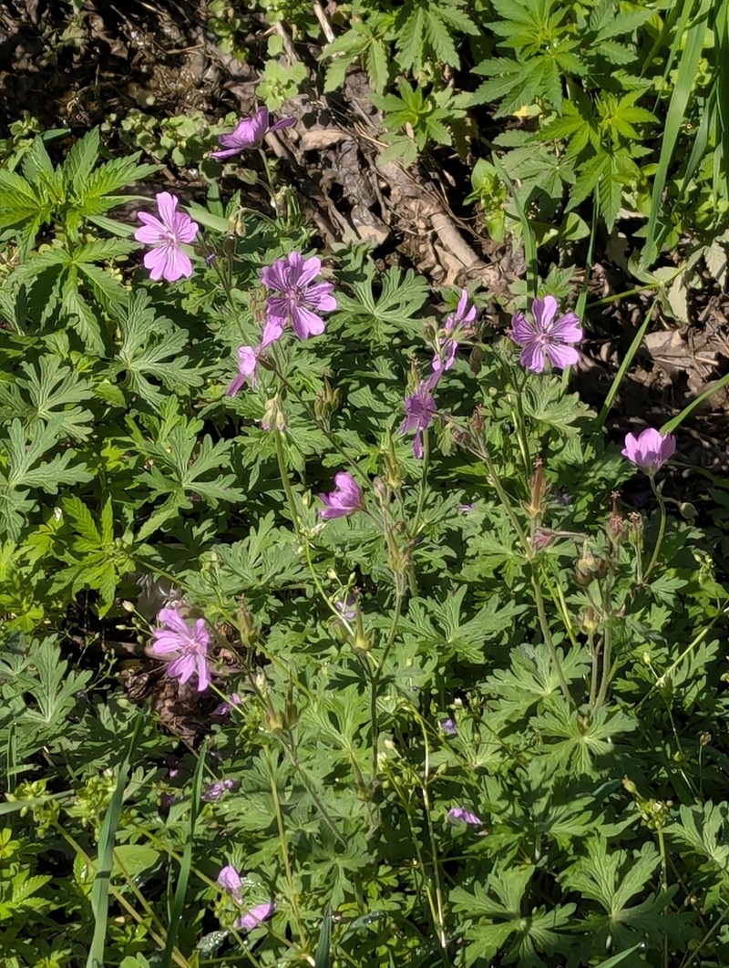 Geranium tuberaria