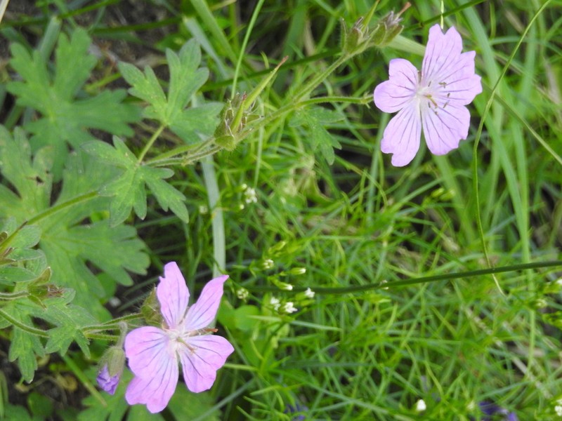 Geranium tuberaria photo 2