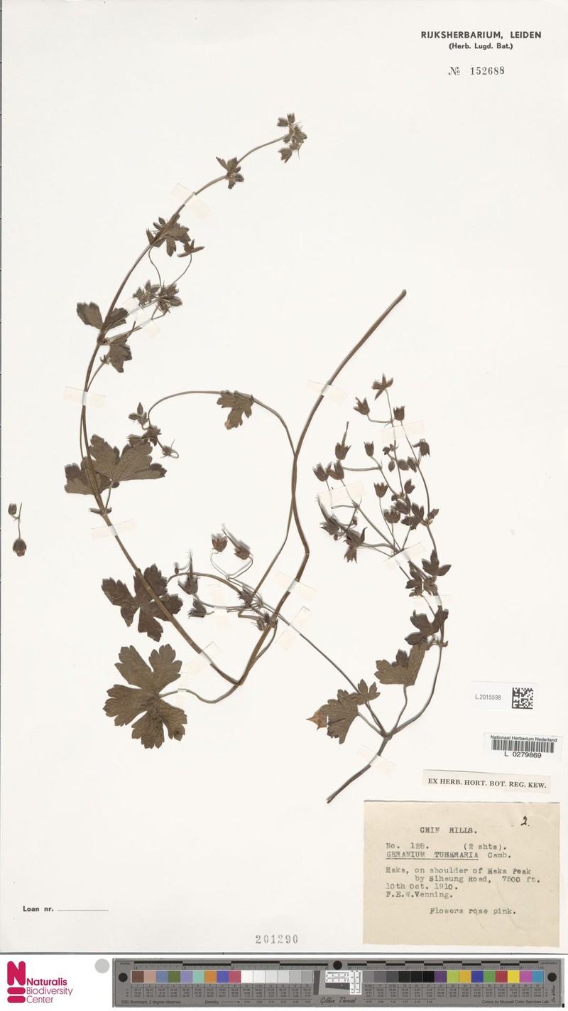 Geranium tuberaria photo 3