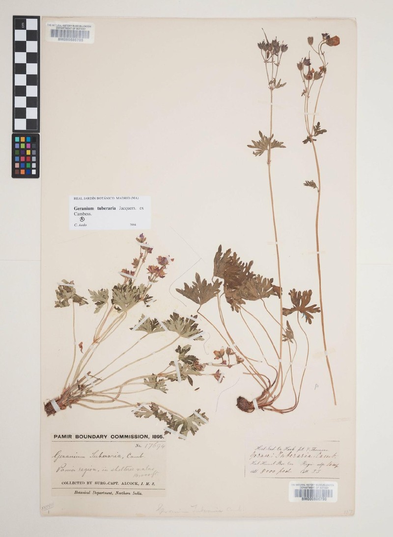 Geranium tuberaria photo 4