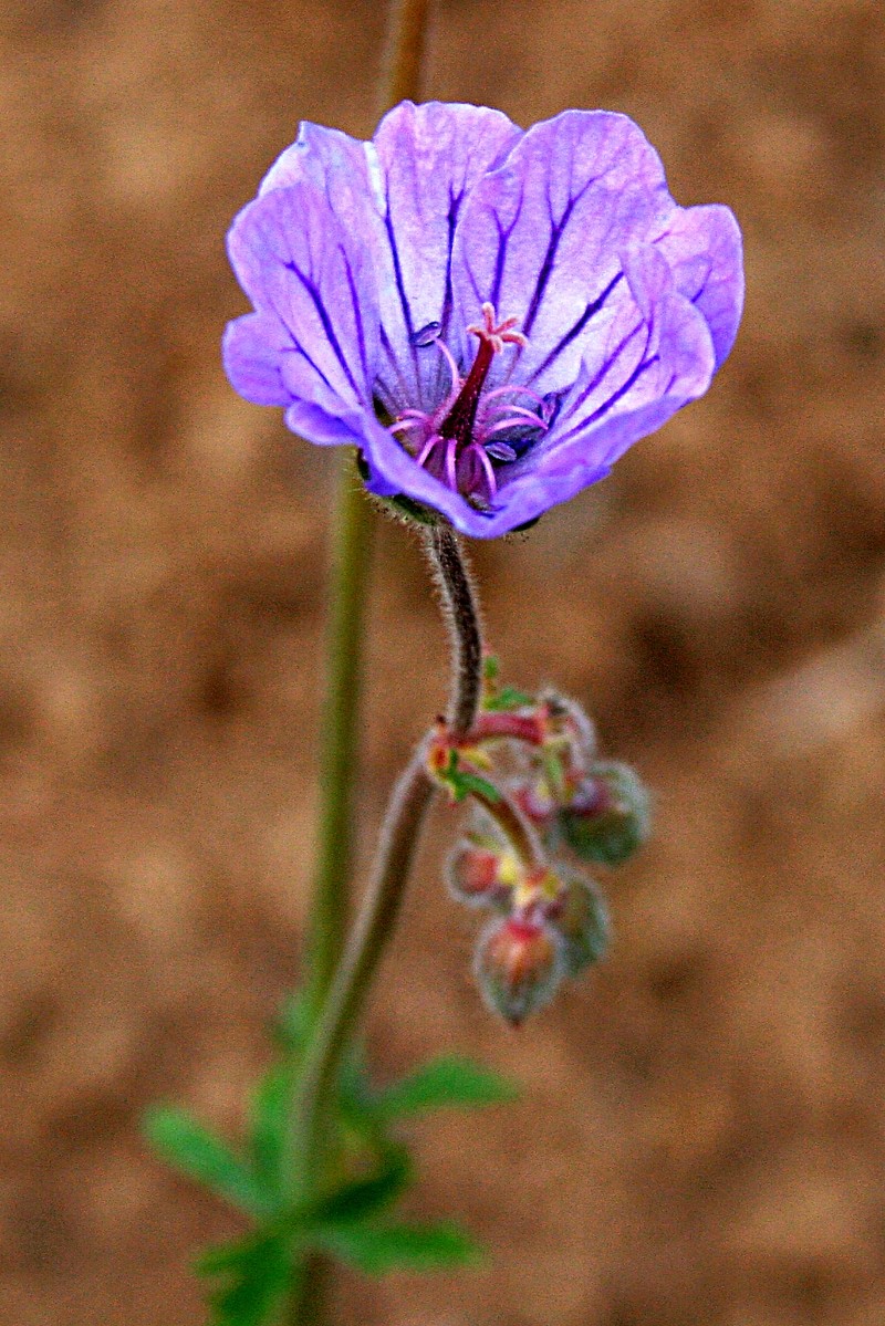 Geranium tuberosum