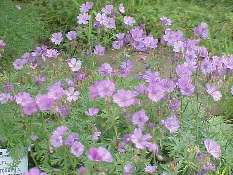 Geranium tuberosum photo 2