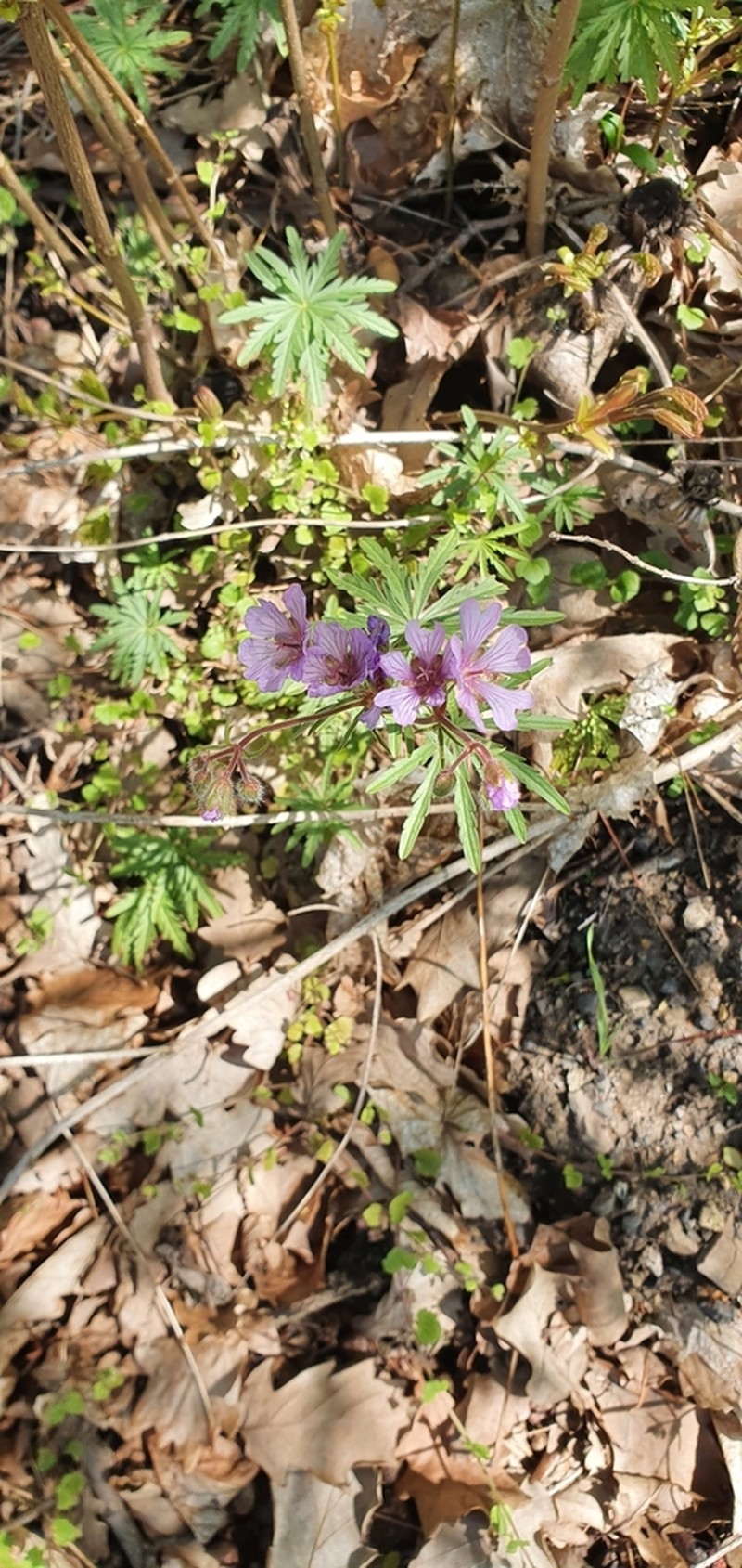 Geranium tuberosum photo 3