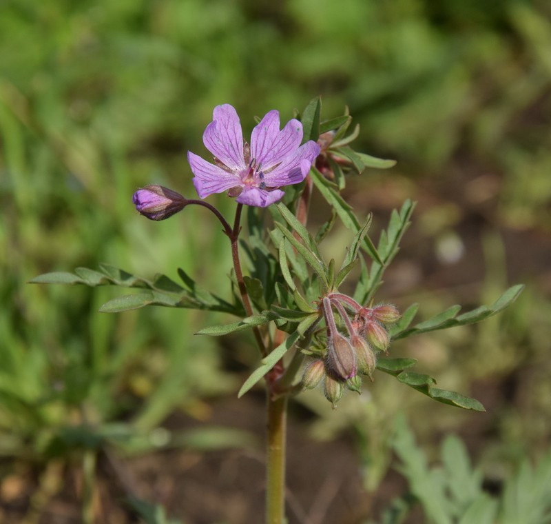 Geranium tuberosum photo 4