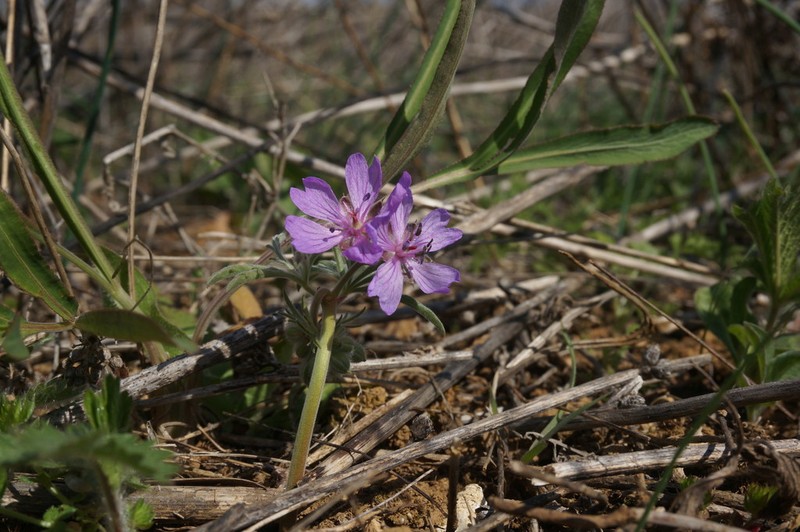 Geranium tuberosum photo 5