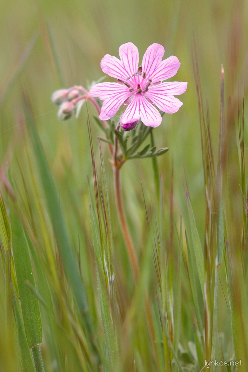 Geranium tuberosum photo 6