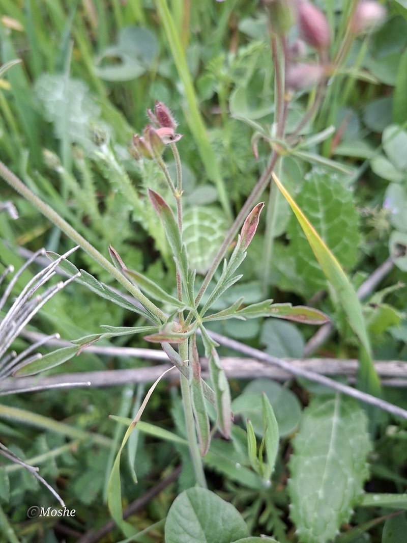 Geranium tuberosum photo 7