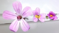 Geranium urbanum