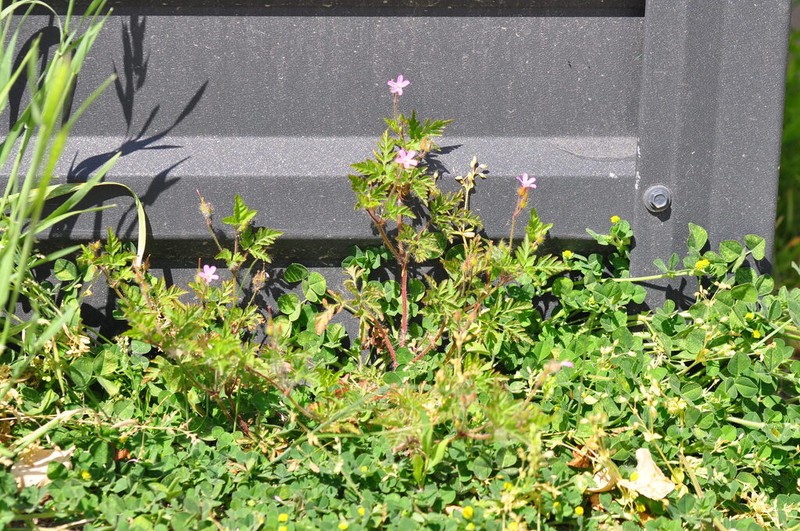 Geranium urbanum photo 2