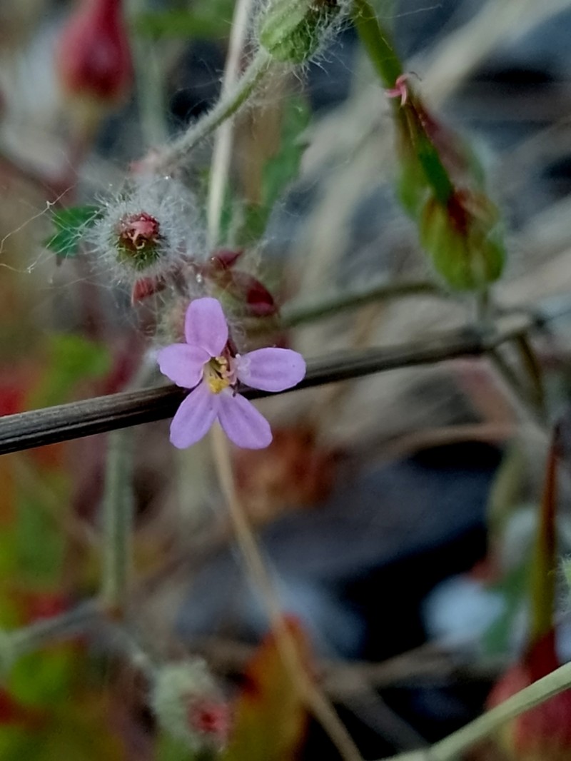 Geranium urbanum photo 3