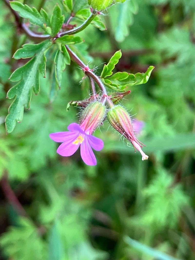 Geranium urbanum photo 5