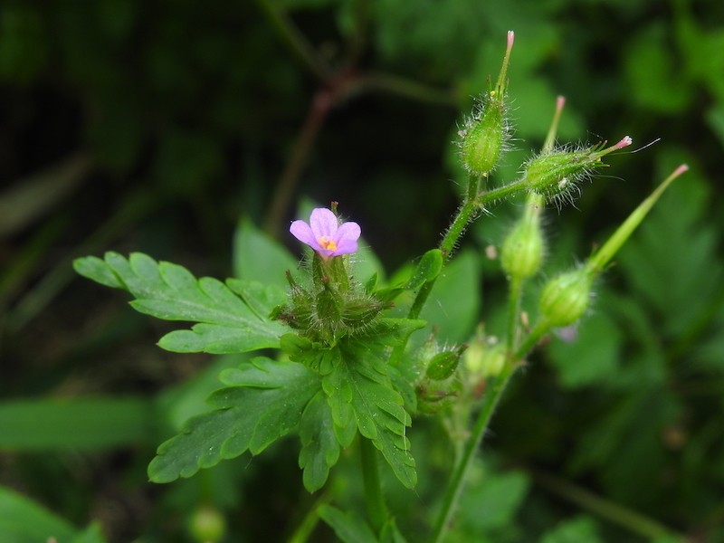 Geranium urbanum photo 6
