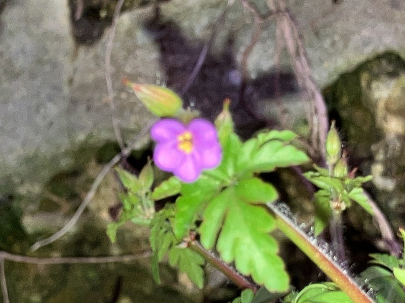 Geranium urbanum photo 7