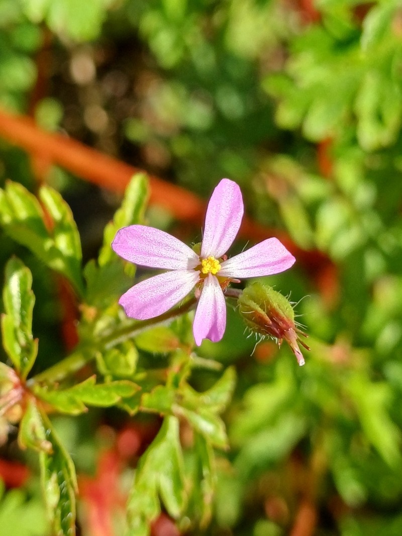 Geranium urbanum photo 8