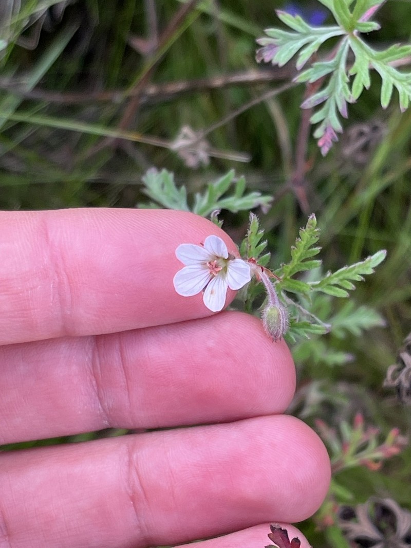 Geranium vagans