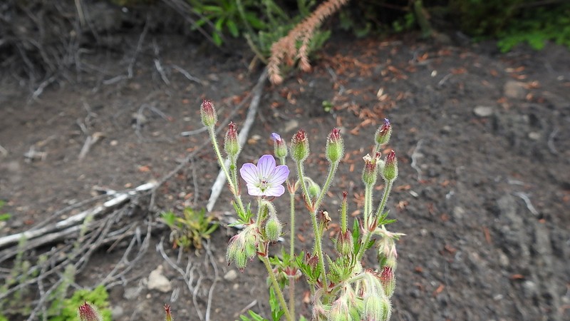 Geranium vagans photo 2