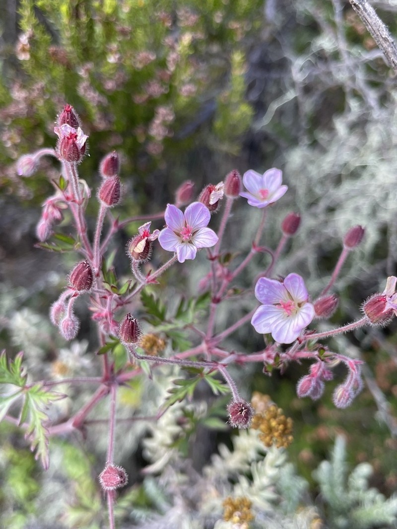 Geranium vagans photo 3