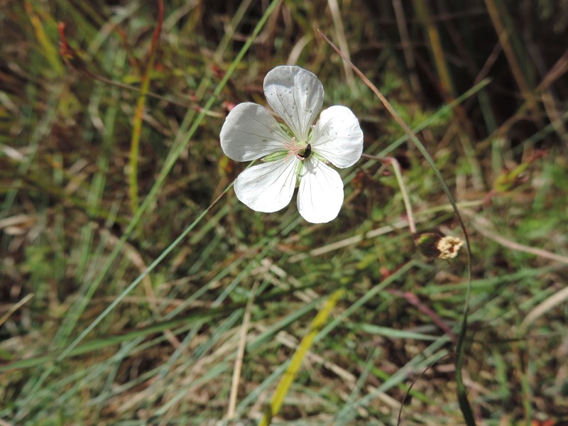 Geranium vagans photo 4