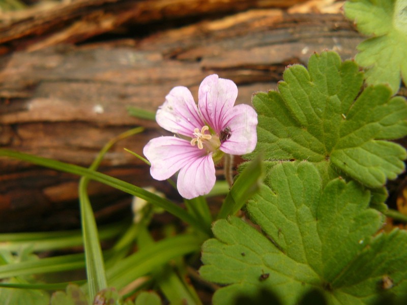 Geranium vagans photo 5