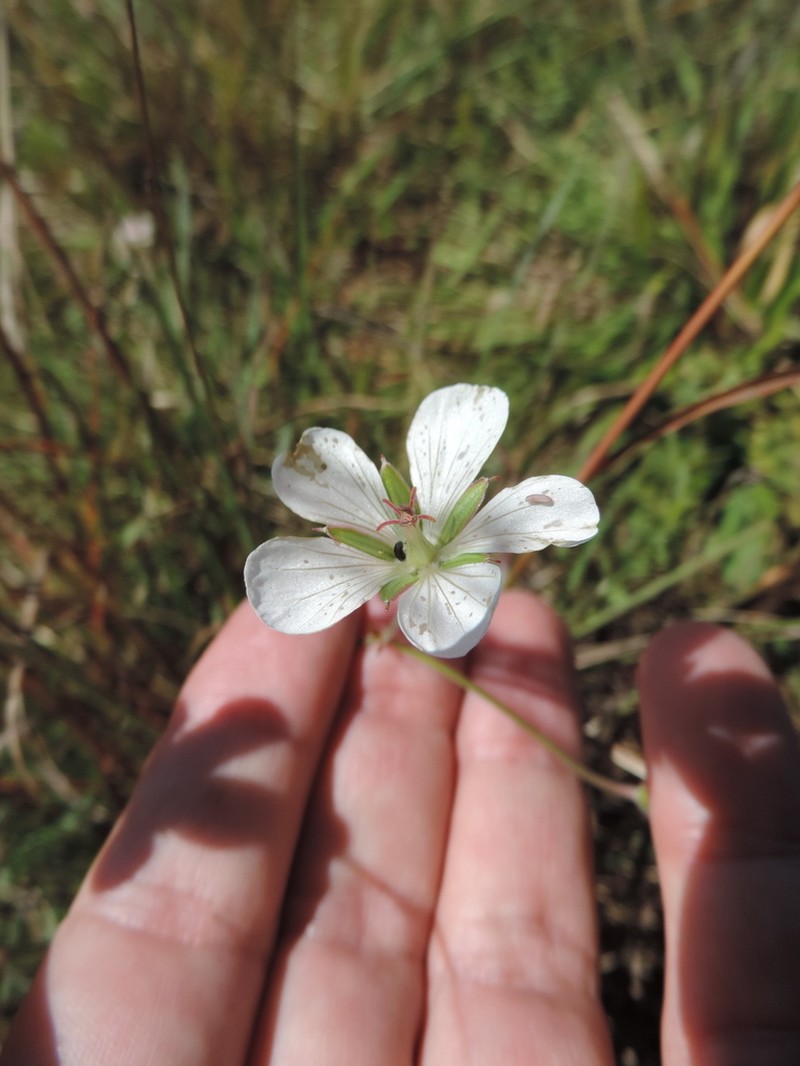 Geranium vagans photo 6