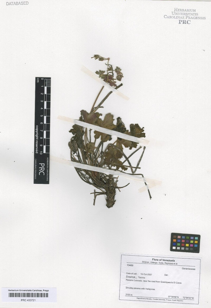 Geranium velutinum