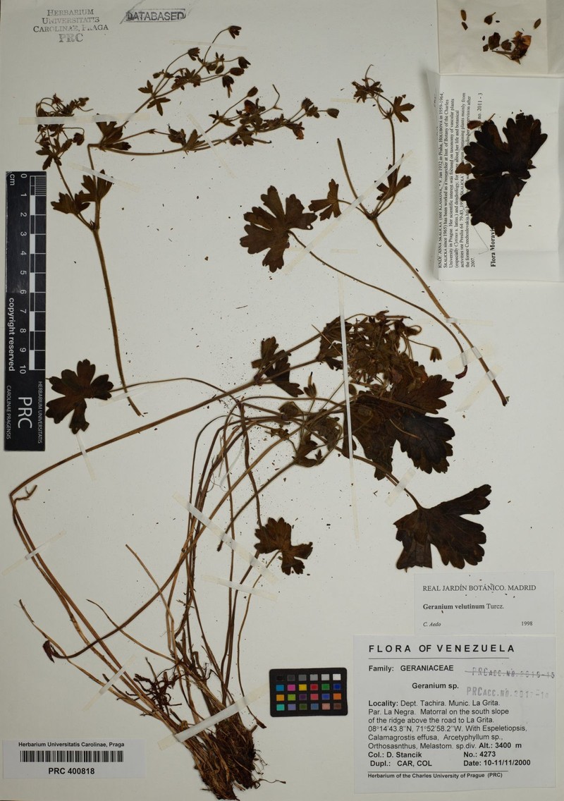 Geranium velutinum photo 2