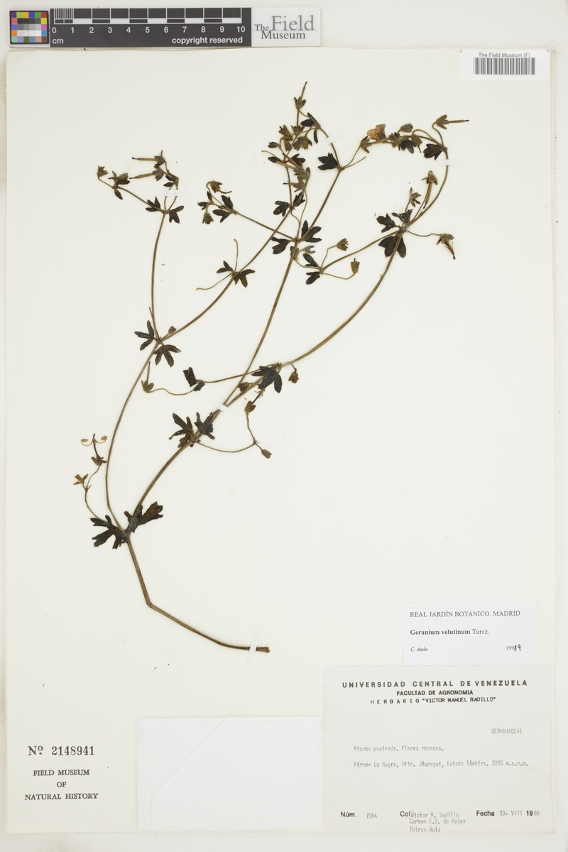 Geranium velutinum photo 3