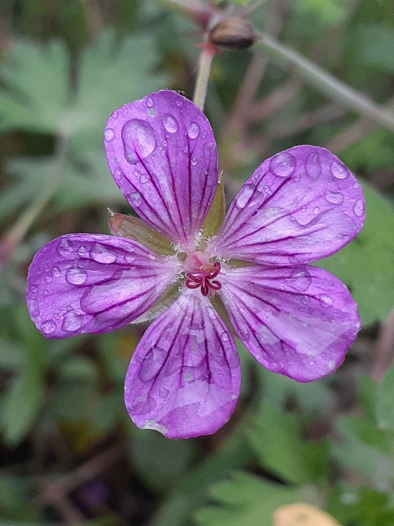 Geranium venturianum