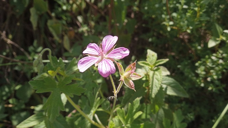 Geranium venturianum photo 2
