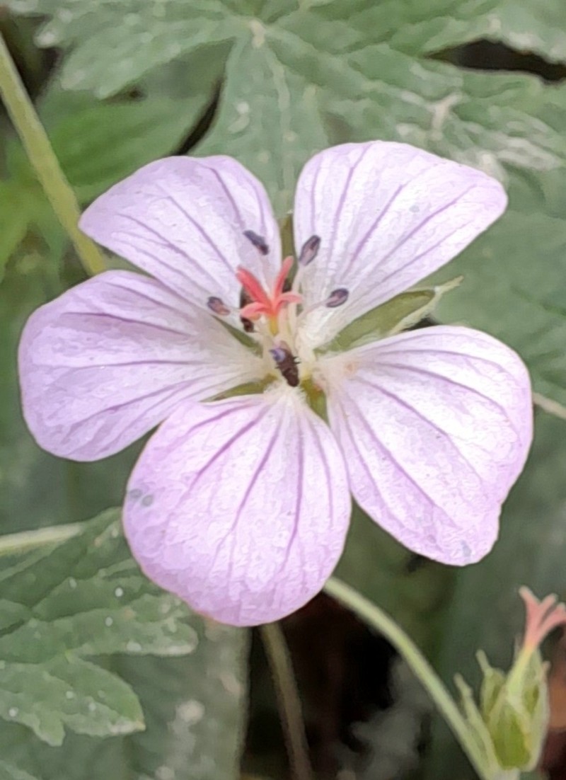 Geranium venturianum photo 3