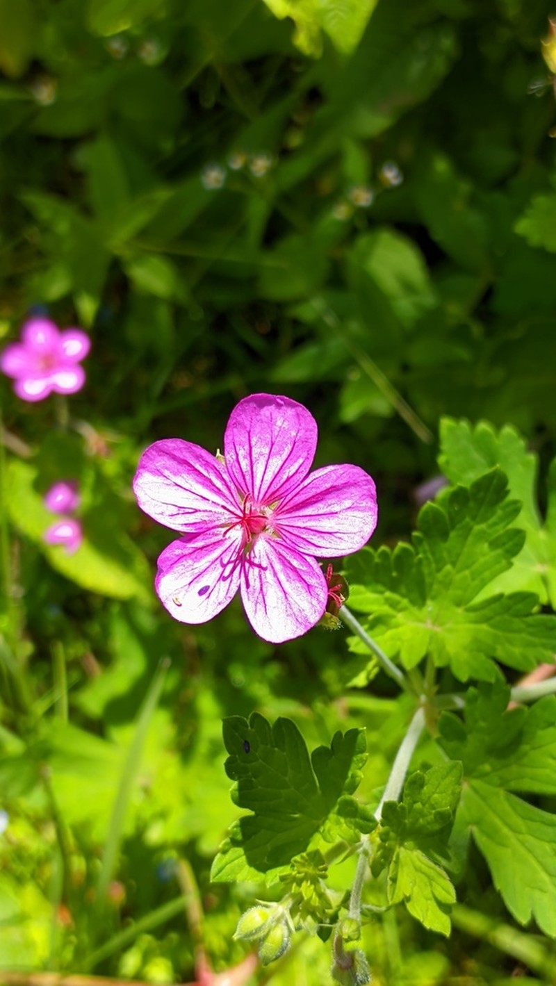 Geranium venturianum photo 4