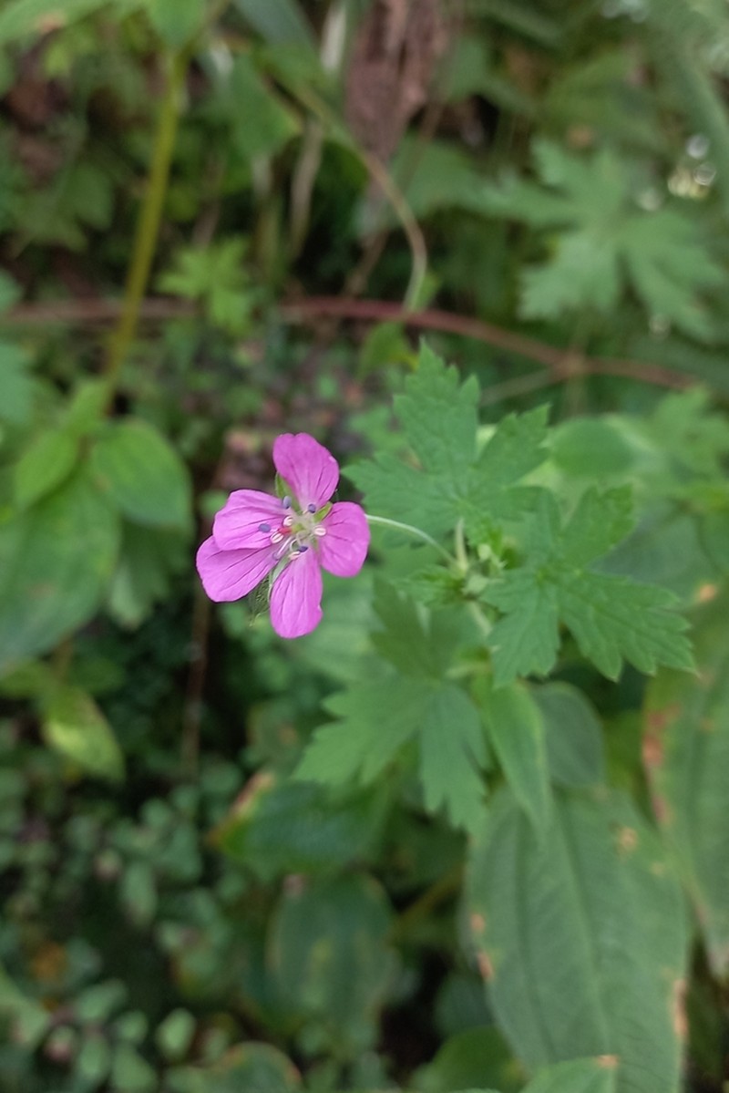 Geranium venturianum photo 5