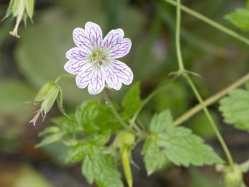 Veiny Geranium photo 2