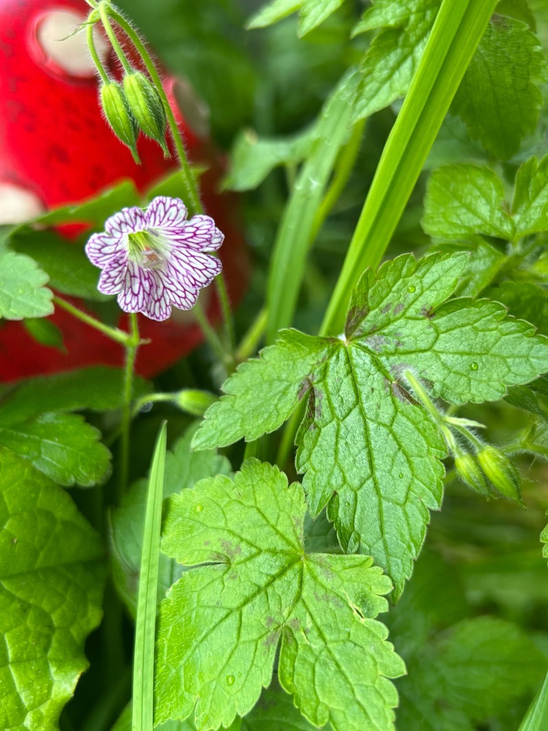 Veiny Geranium photo 3