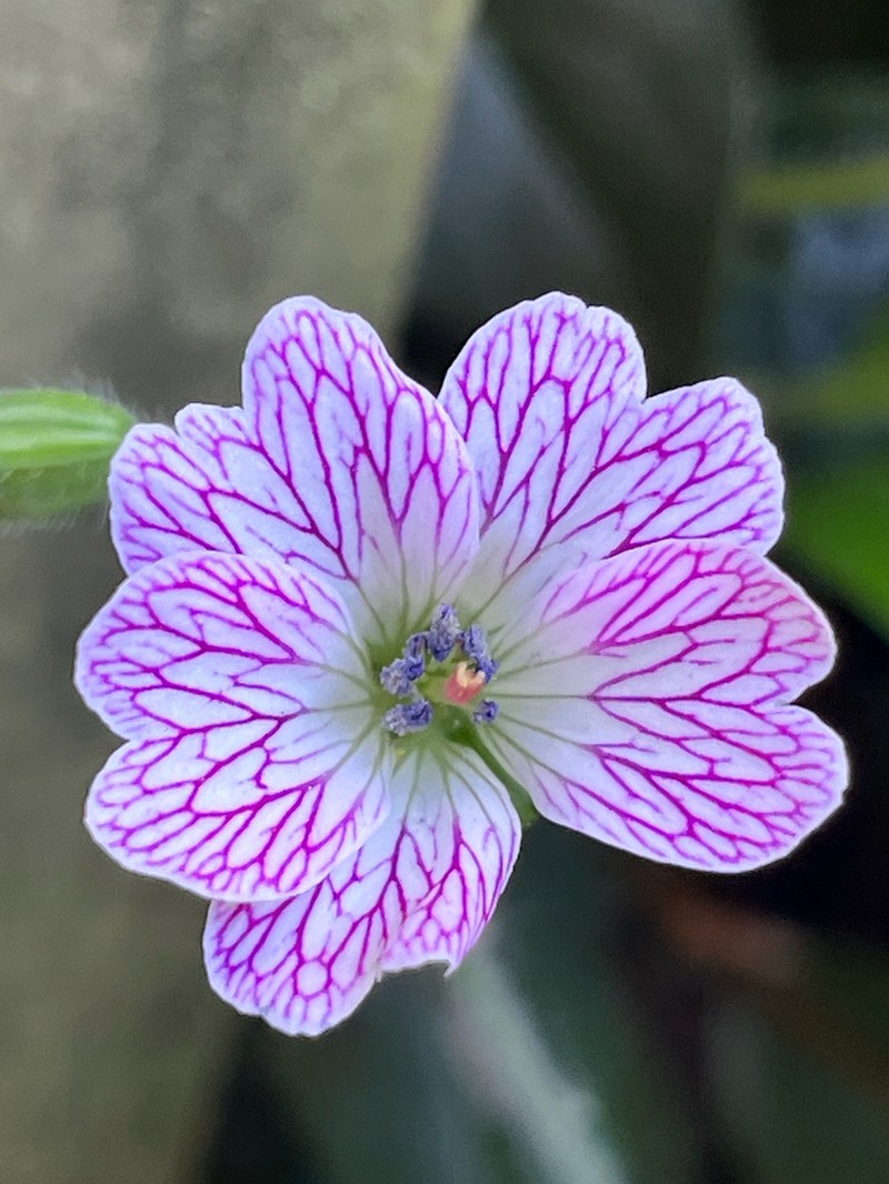 Veiny Geranium photo 4