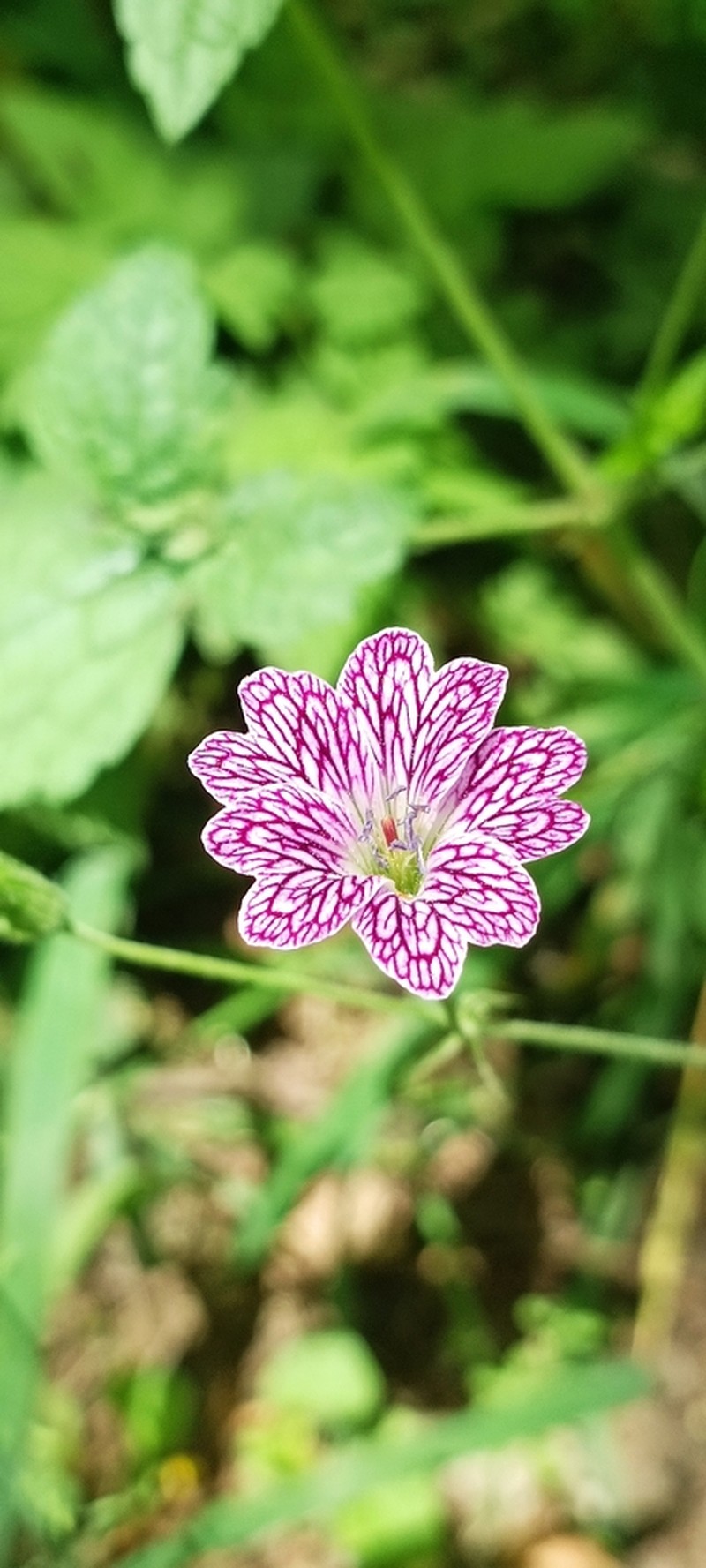 Veiny Geranium photo 5