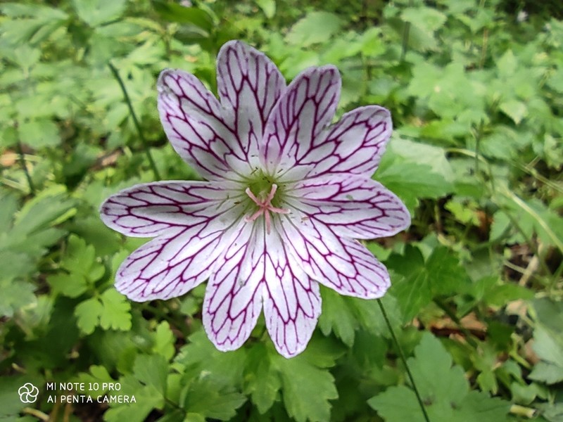 Veiny Geranium photo 6