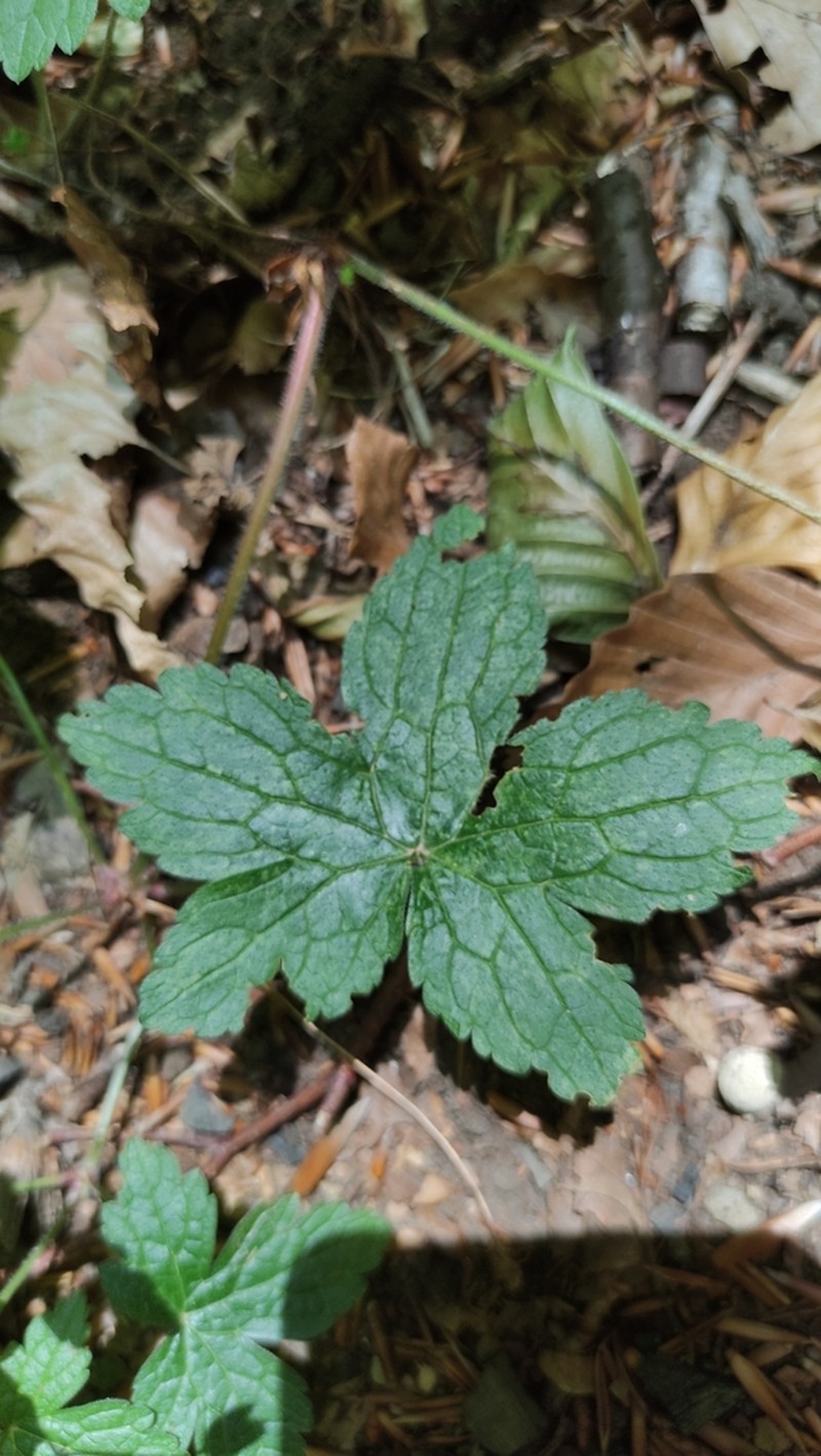 Veiny Geranium photo 7