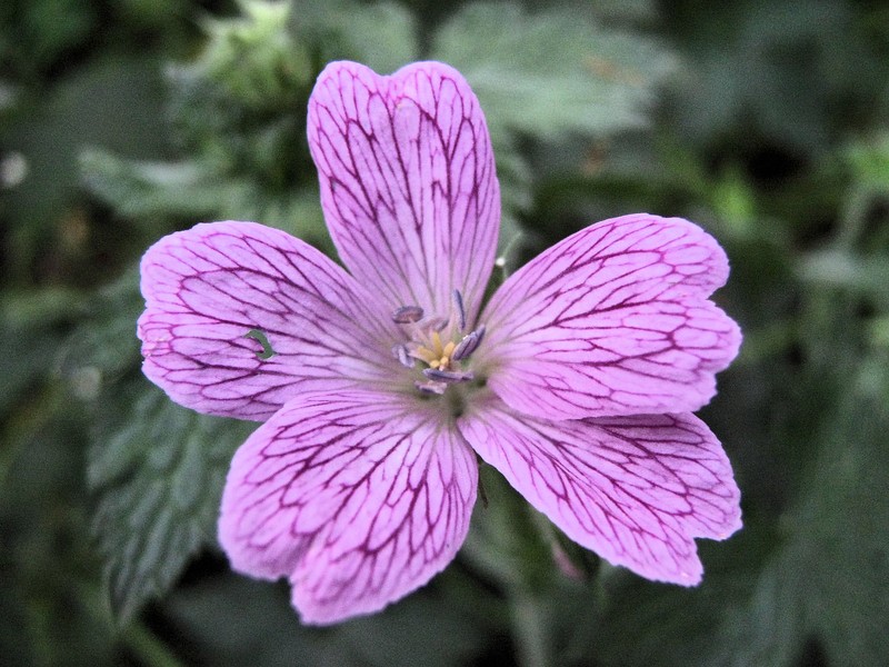 Veiny Geranium photo 2