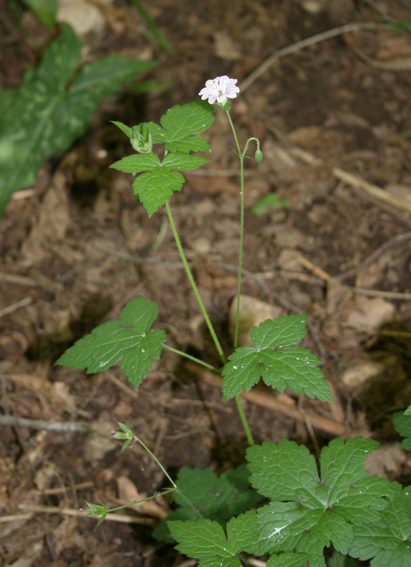 Veiny Geranium photo 3