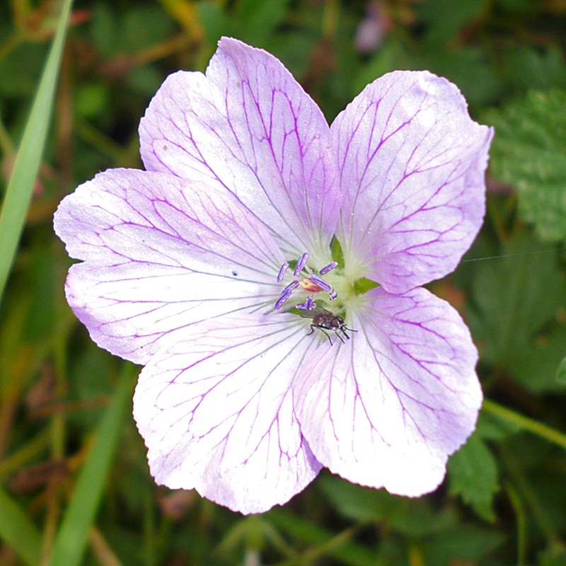 Veiny Geranium photo 4