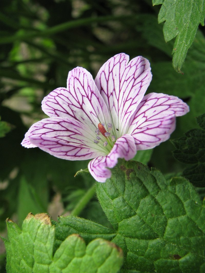 Veiny Geranium