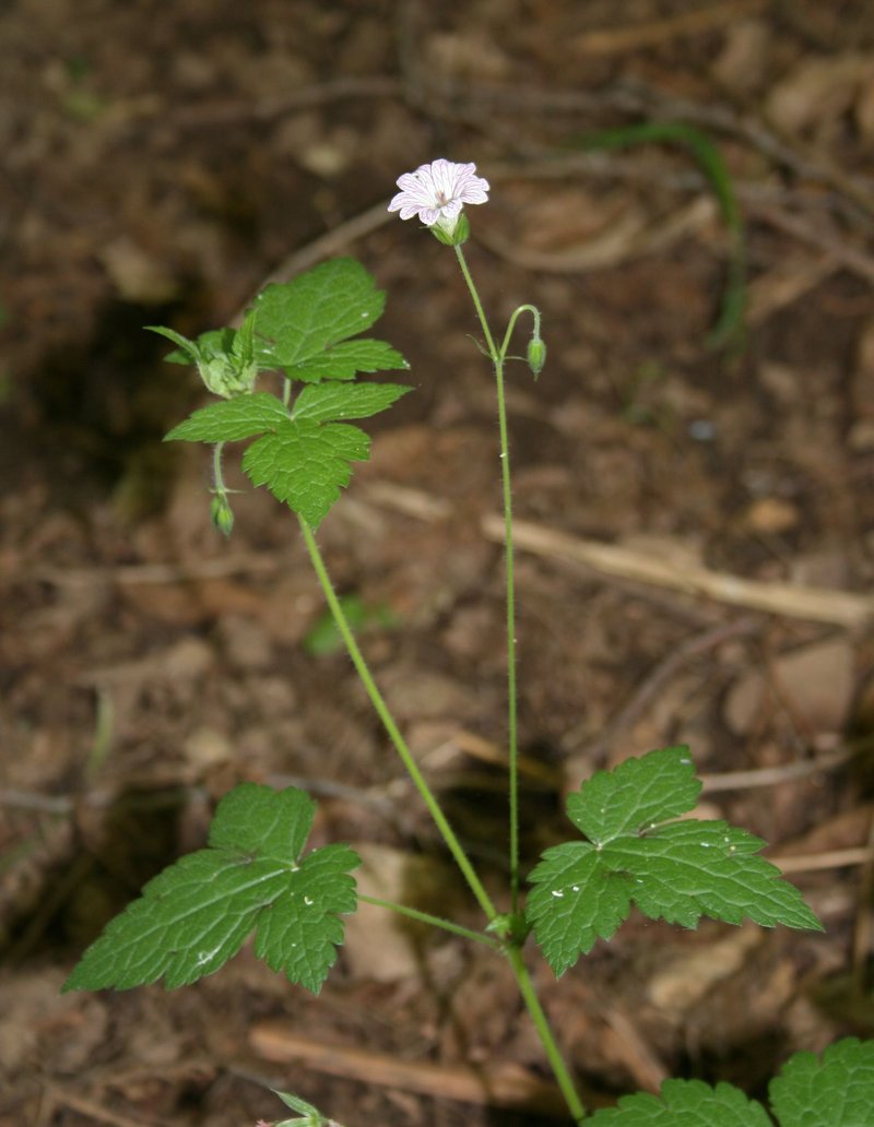 Veiny Geranium photo 6