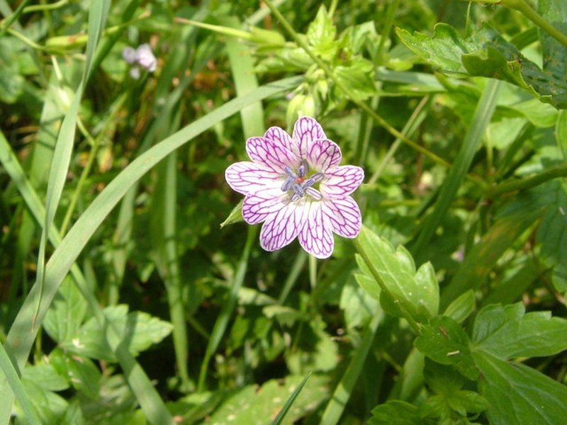 Veiny Geranium photo 7