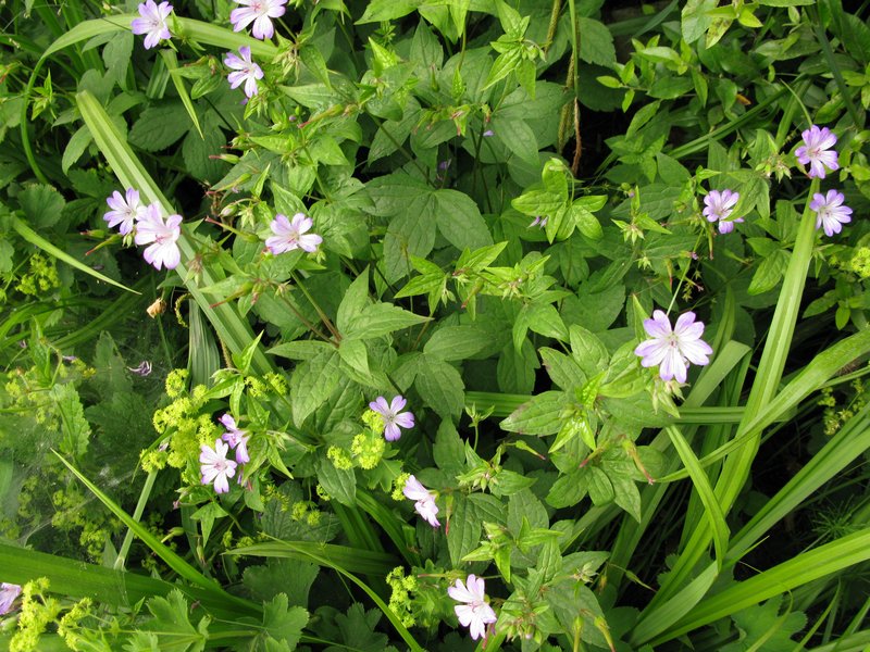 Veiny Geranium photo 8