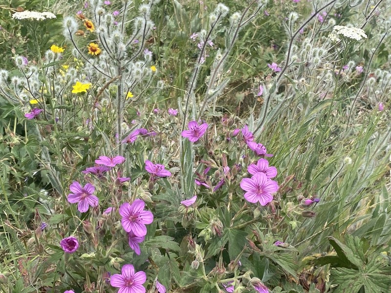 Sticky Purple Geranium