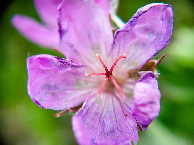 Sticky Purple Geranium photo 2