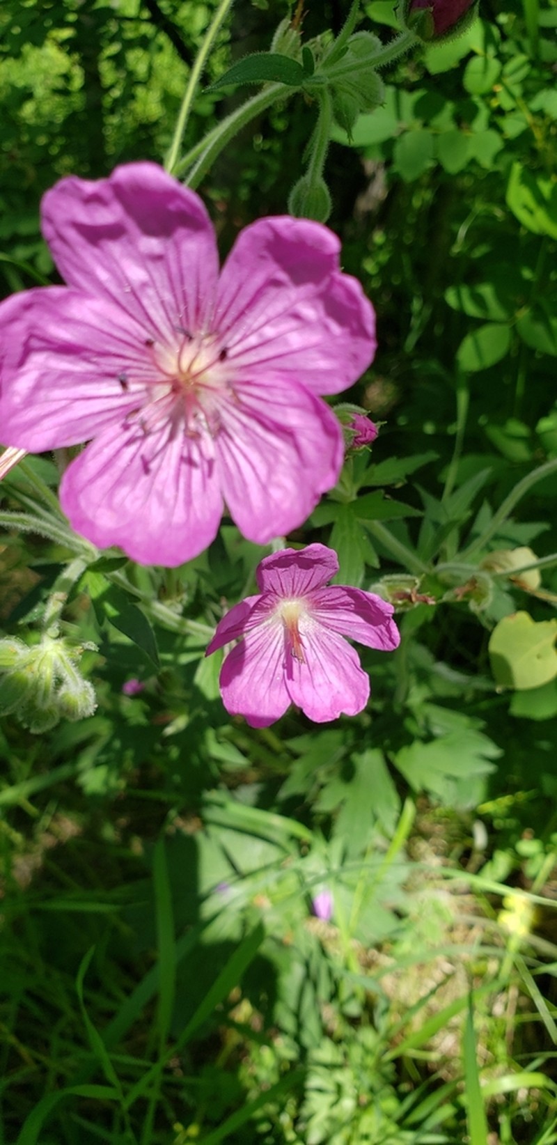 Sticky Purple Geranium photo 3