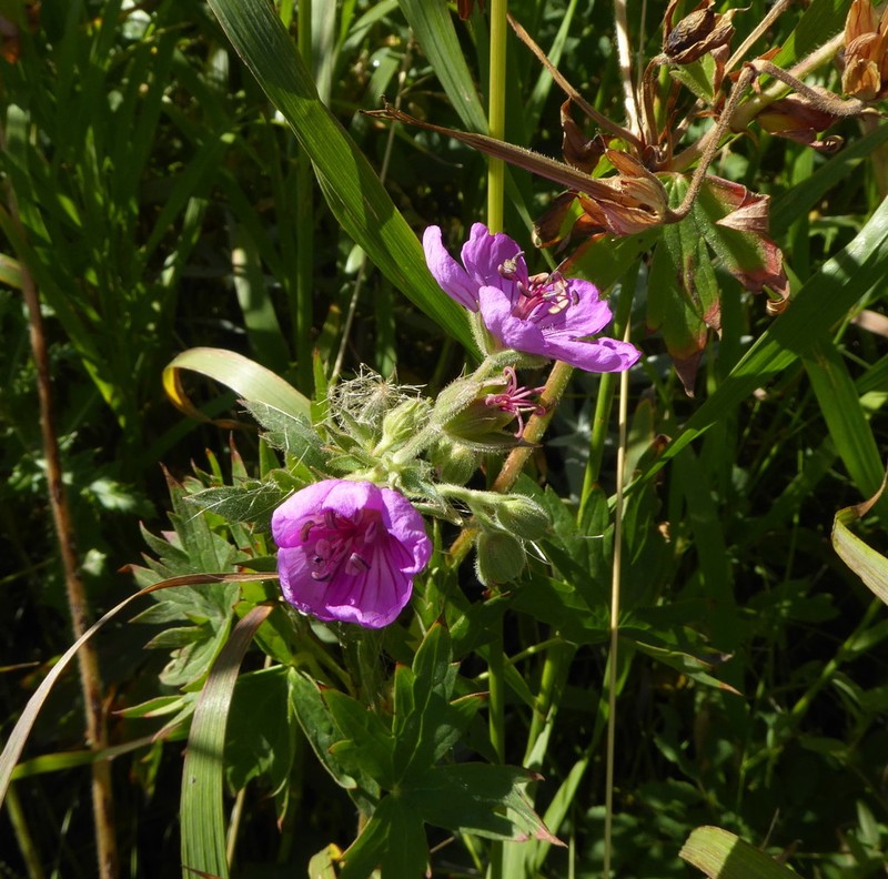 Sticky Purple Geranium photo 4