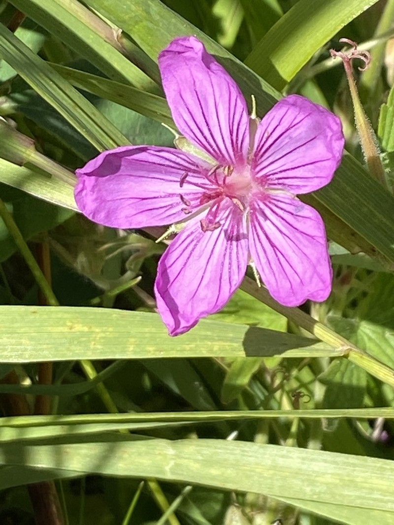 Sticky Purple Geranium photo 6
